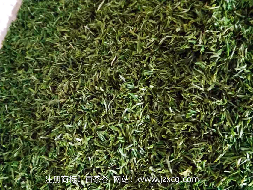 比往年提前10天！2021年金寨县油坊店乡首批新茶开采了