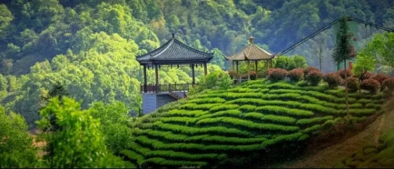 来金寨，赴一场茶香浸润的山水之约！