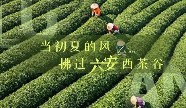 让夏天的故事，从金寨西茶谷开始