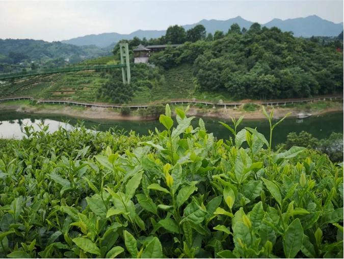 尝一口金寨的六安瓜片，享受一年的新鲜滋味